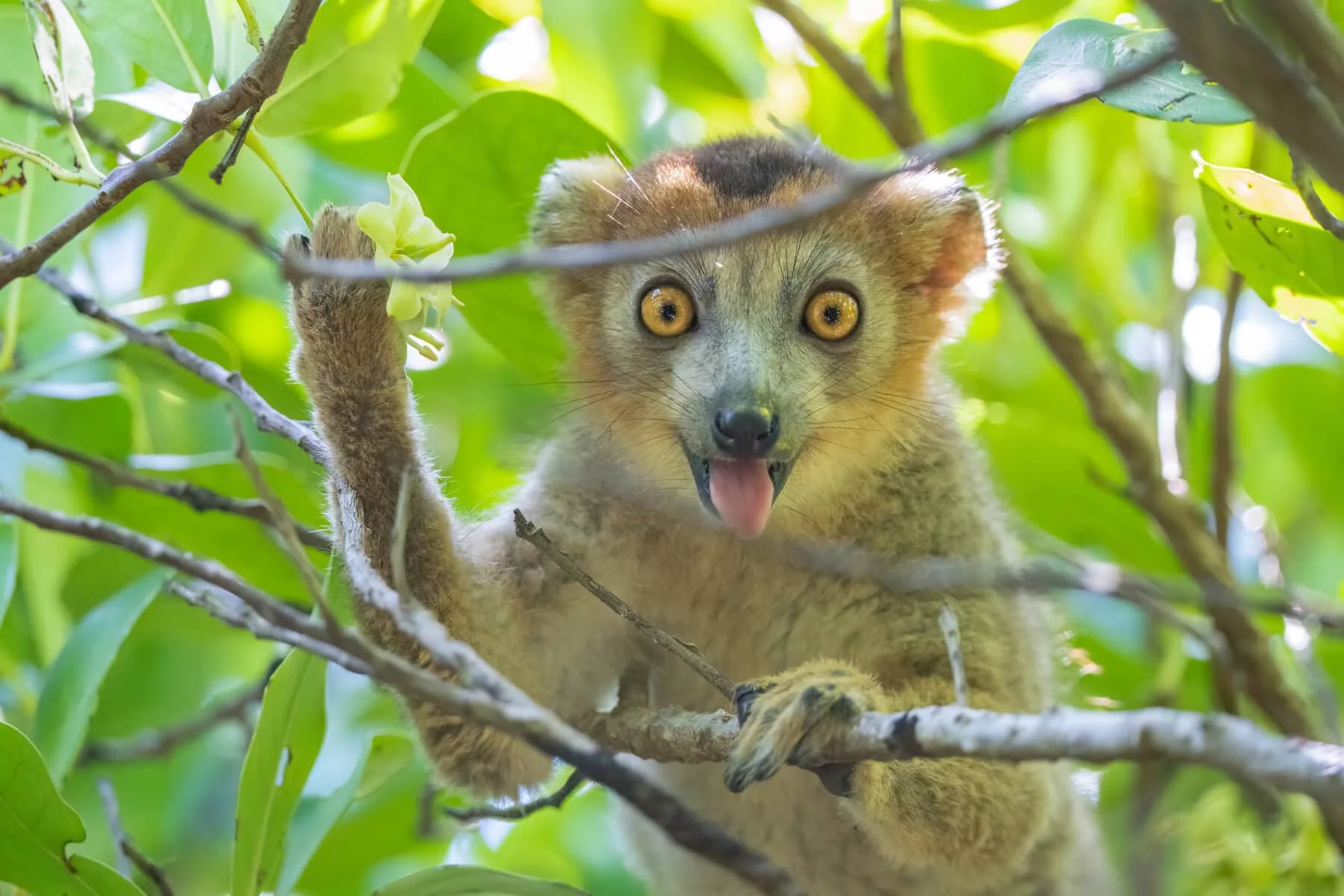 A lemur in close-up gripping thin branches among bright green leaves, face square to the camera, with large orange eyes.