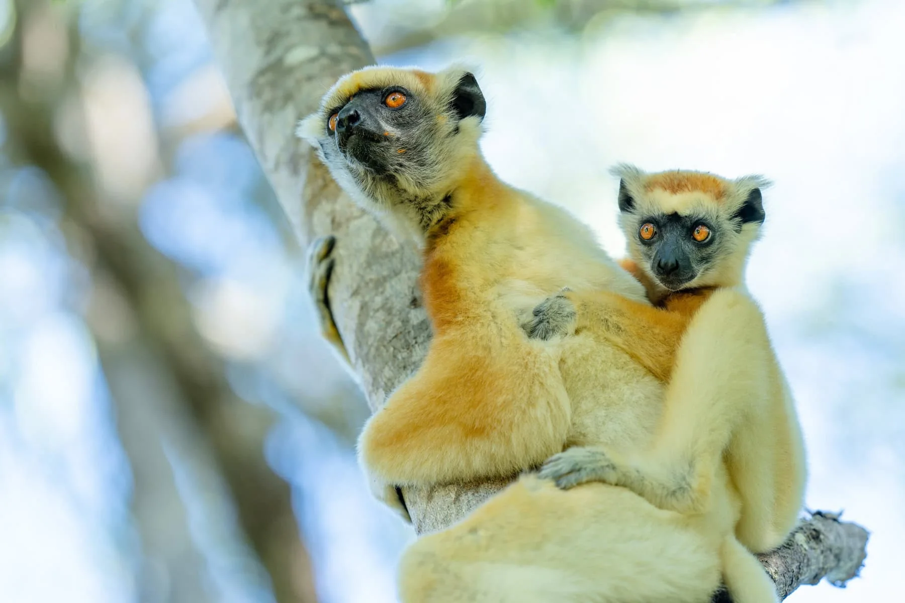 A pale cream-and-gold lemur clinging upright to a tree trunk with a smaller lemur on its back, both facing the camera.